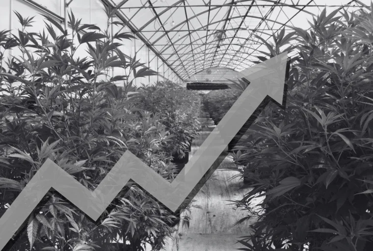 Cannabis and Marijuana SEO